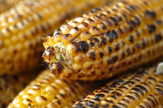 pečená kukuřice