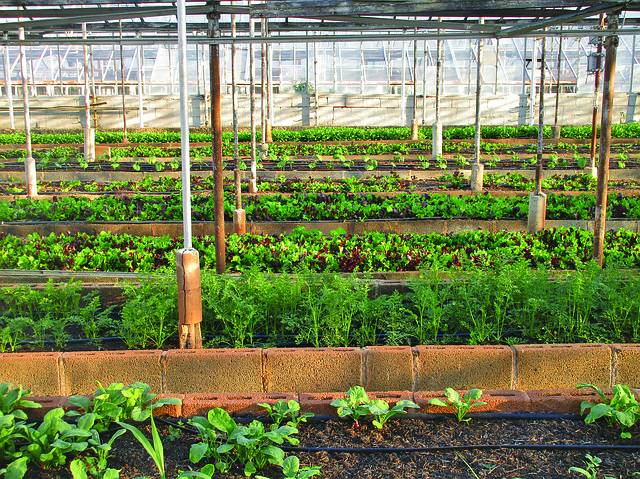 skleník v zahradnictví